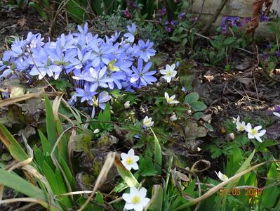 hepatica transsilvanica