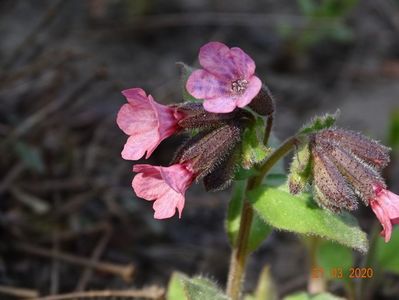 pulmonaria officinalis