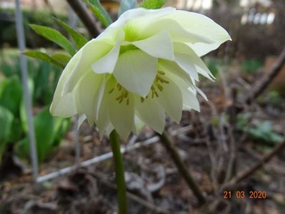 helleborus Double White