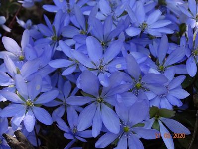 hepatica transsilvanica