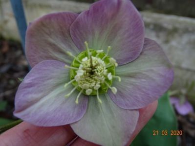 bebe helleborus