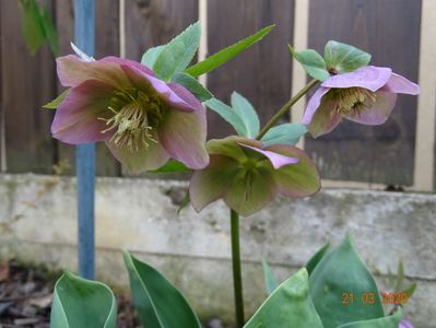 bebe helleborus