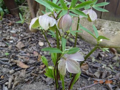 helleborus purpurascens