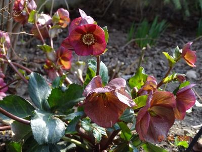 helleborus Benotta