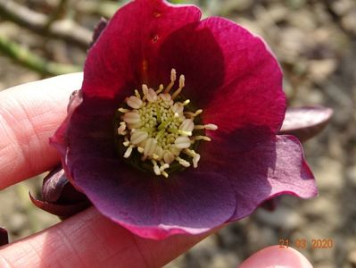 bebe helleborus