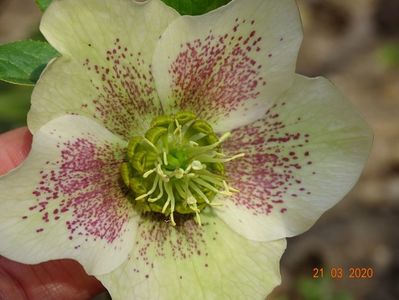 helleborus White Lady Spotted