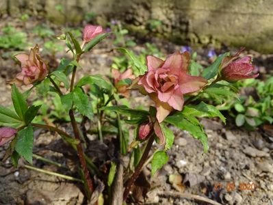 helleborus Double Crown Rose