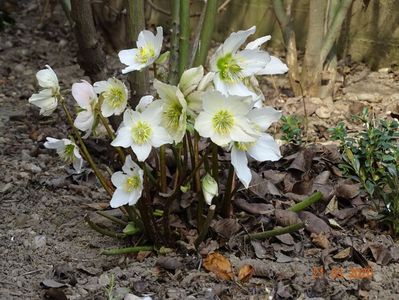 helleborus Niger