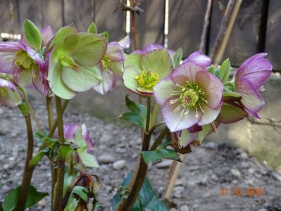 helleborus Carlotta