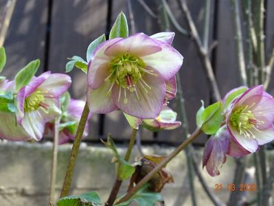 helleborus Carlotta