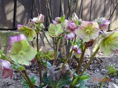 helleborus Carlotta