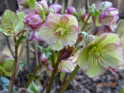 helleborus Carlotta