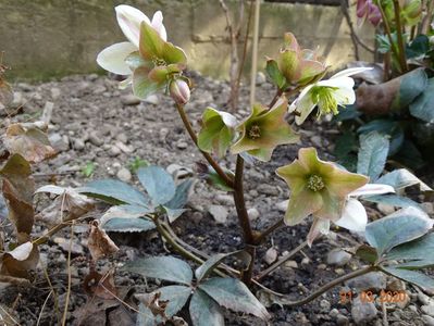 helleborus Emma