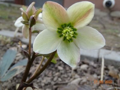 helleborus Emma