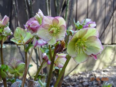 helleborus Carlotta