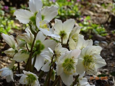 helleborus niger