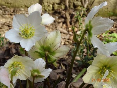 helleborus niger