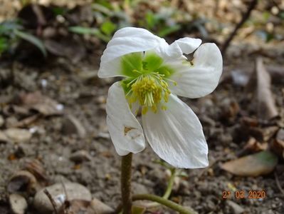 bebe helleborus