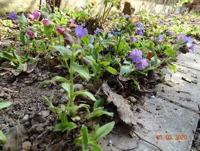 pulmonaria officinalis