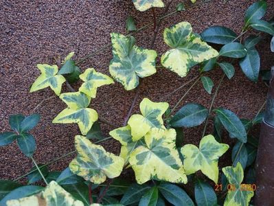 hedera variegata