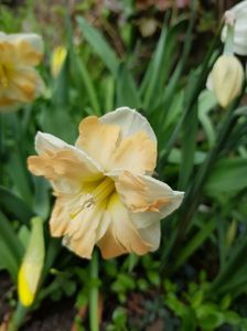 Apricot Whirl; Narcis cu coroană crestata
