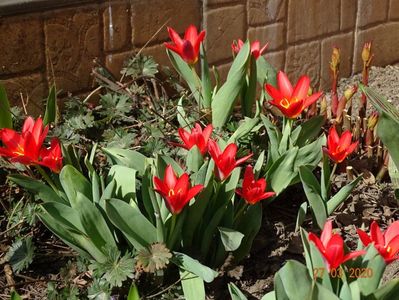 tulipa Scarlet Baby