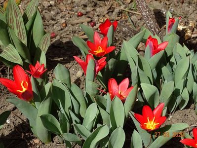 tulipa Scarlet Baby