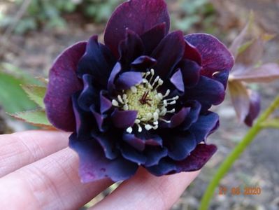 helleborus Double Ellen Purple