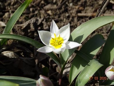 tulipa polychroma