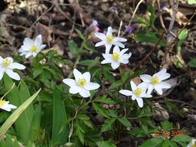 anemone nemorosa