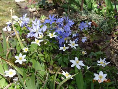 anemone nemorosa si hepatica transsilvanica