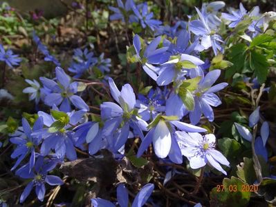 hepatica transsilvanica