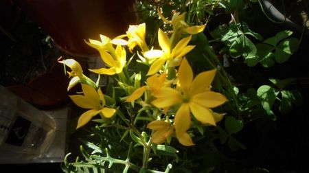 Kalanchoe laciniata