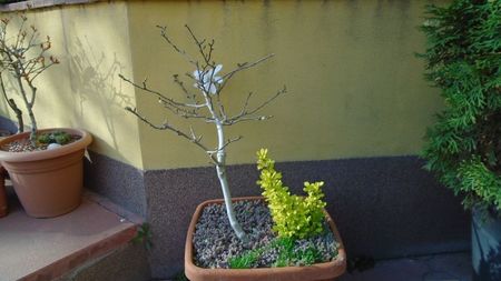 Magnolia stellata