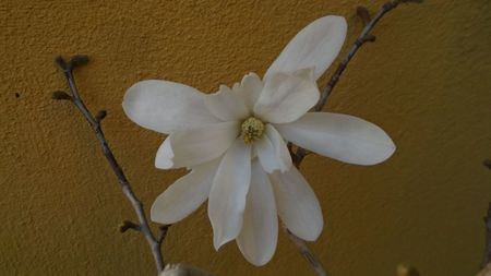 Magnolia stellata