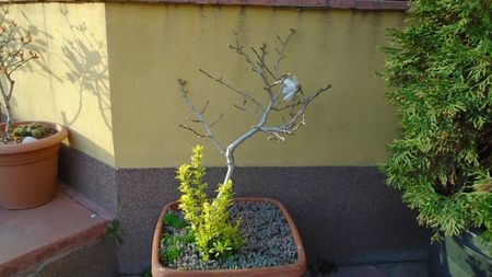 Magnolia stellata