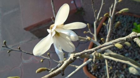 Magnolia stellata