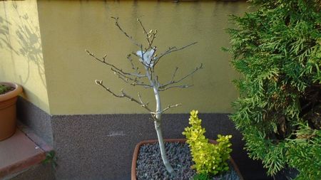 Magnolia stellata