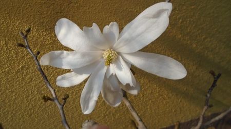 Magnolia stellata