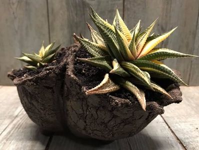 Haworthia limifolia variegata