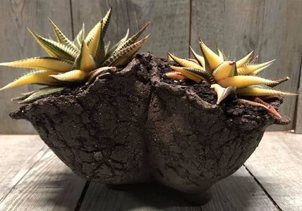 Haworthia limifolia variegata