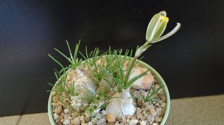 Albuca polyphylla Augrabies Hills