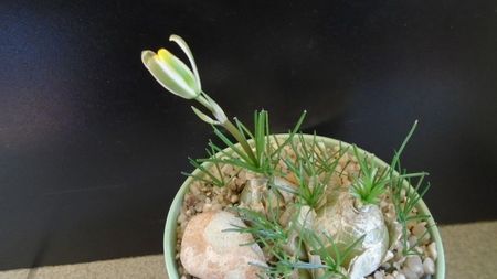 Albuca polyphylla Augrabies Hills