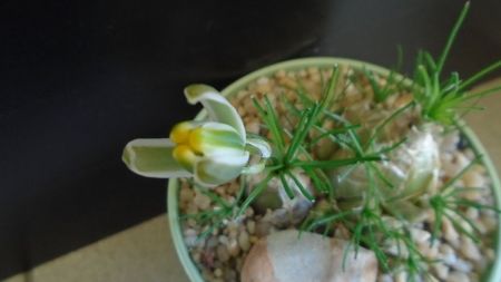 Albuca polyphylla Augrabies Hills