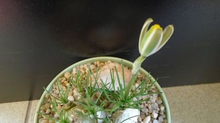 Albuca polyphylla Augrabies Hills