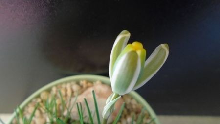 Albuca polyphylla Augrabies Hills