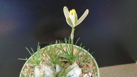 Albuca polyphylla Augrabies Hills