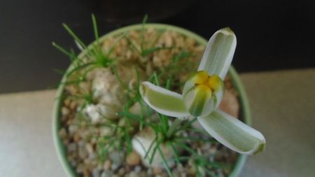 Albuca polyphylla Augrabies Hills