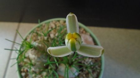 Albuca polyphylla Augrabies Hills