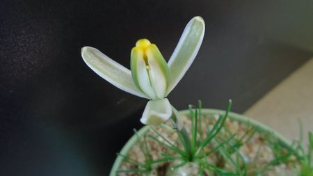 Albuca polyphylla Augrabies Hills